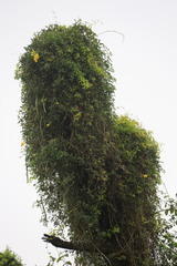 Dolichandra unguis-cati