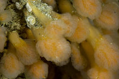 Aplidium punctum