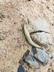 Elisolimax flavescens