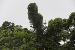 Dolichandra unguis-cati