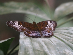 Lebadea martha parkeri