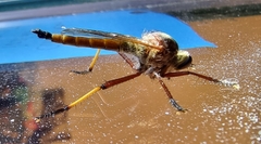 Colepia rufiventris