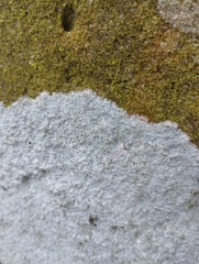 Aspicilia cinerea