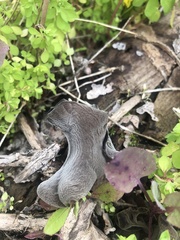 Auricularia auricula-judae