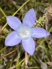 Roella prostrata