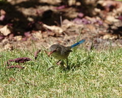 Malurus splendens splendens