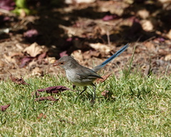 Malurus splendens splendens