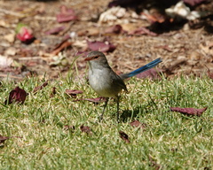 Malurus splendens splendens