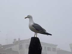 Larus michahellis