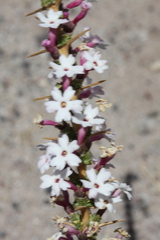 Junellia seriphioides