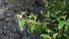 Avicennia marina