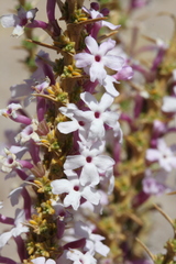 Junellia seriphioides