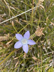 Roella prostrata