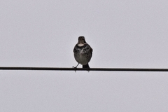Turdus eunomus