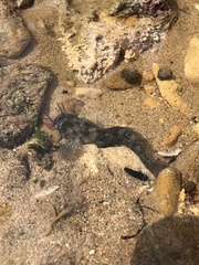 Parablennius tasmanianus