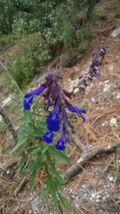 Salvia pennellii
