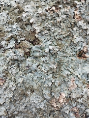 Parmelia