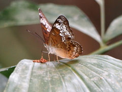 Lebadea martha parkeri