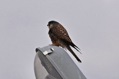 Falco tinnunculus