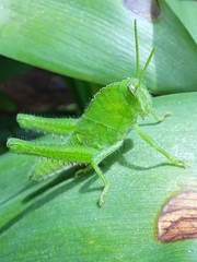 Acanthacris ruficornis