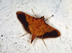 Desmia flavalis