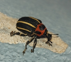 Neodiplogrammus quadrivittatus