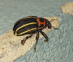Neodiplogrammus quadrivittatus