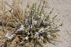 Junellia seriphioides