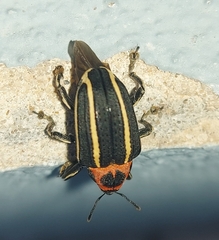 Neodiplogrammus quadrivittatus