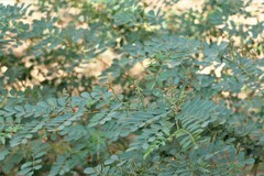 Indigofera tinctoria