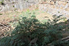 Indigofera tinctoria