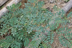 Indigofera tinctoria