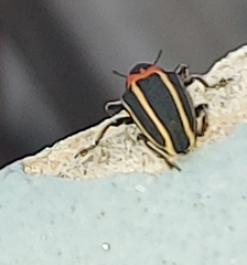 Neodiplogrammus quadrivittatus