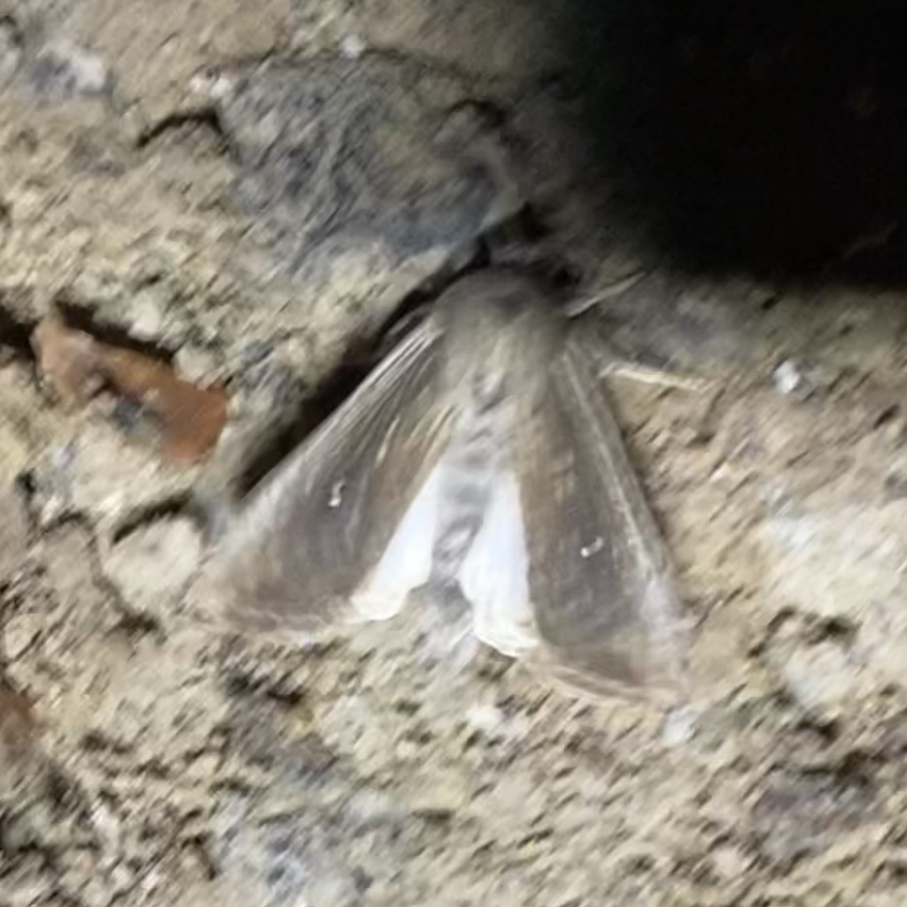 Leucania subpunctata