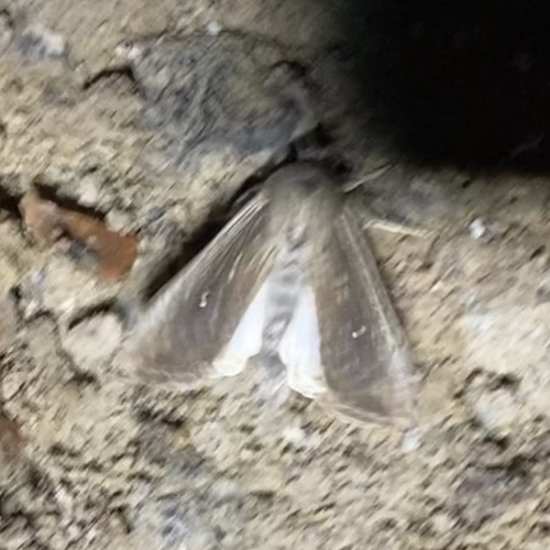 Leucania subpunctata