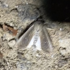 Leucania subpunctata