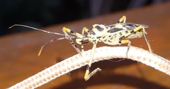 Zelus armillatus