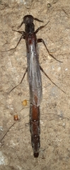 Atractocerinae
