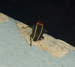 Neodiplogrammus quadrivittatus
