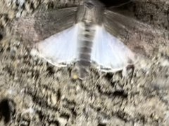 Leucania subpunctata