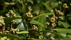 Avicennia marina