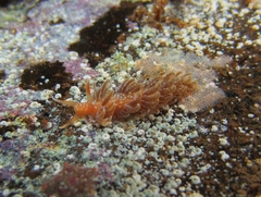 Spurilla braziliana