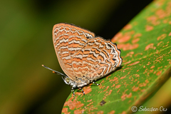 Poritia sumatrae