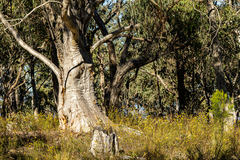 Eucalyptus rossii