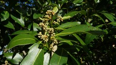 Avicennia marina