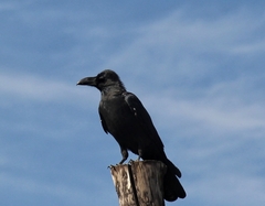 Corvus macrorhynchos