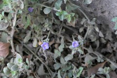 Strobilanthes pavala
