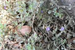 Strobilanthes pavala