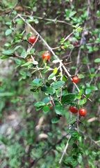 Coprosma quadrifida