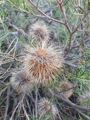 Banksia laricina